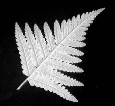 photogram of a fern
