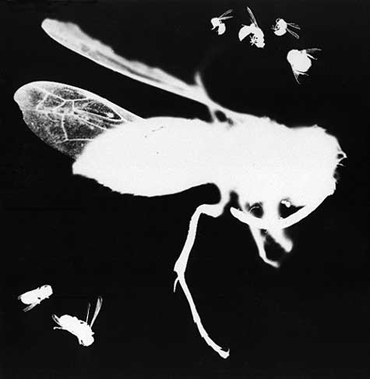 photogram of wasps