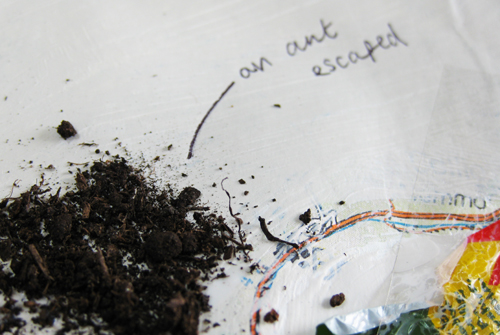 "an ant escaped"