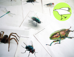 Drawing Minibeasts