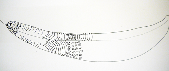 Pencil Pencil