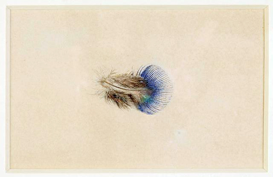 Drawing Feathers. Peacock Feather by John Ruskin. Collection of the Guild of St George, Museums Sheffield
