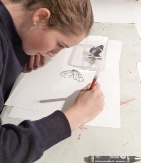 Students drawing an 'Exotic Butterfly'  from University Museum of Zoology, Insect Room, Handling Collection