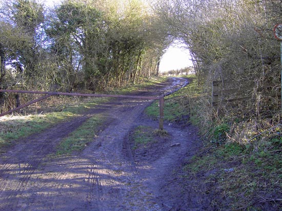 View Two: Turn the corner and look up to see a ‘Hockney Esque’ scene of arched trees. Geddington Chase, Northamptonshire