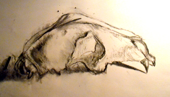 Drawing skulls: Ella's study of a Dog Skull in charcoal in candle light