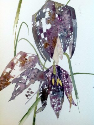 My dominant skill lies in Watercolour painting but my teaching encompasses a wide variety of mediums including Printmaking, Solar Photography, Drawing and Digital Art. Since becoming an Arts Award Advisor I have worked with vulnerable teenagers to successfully achieve Bronze and Silver awards and have been invited to share their work at the Tetley Arts Centre for CapeUK.