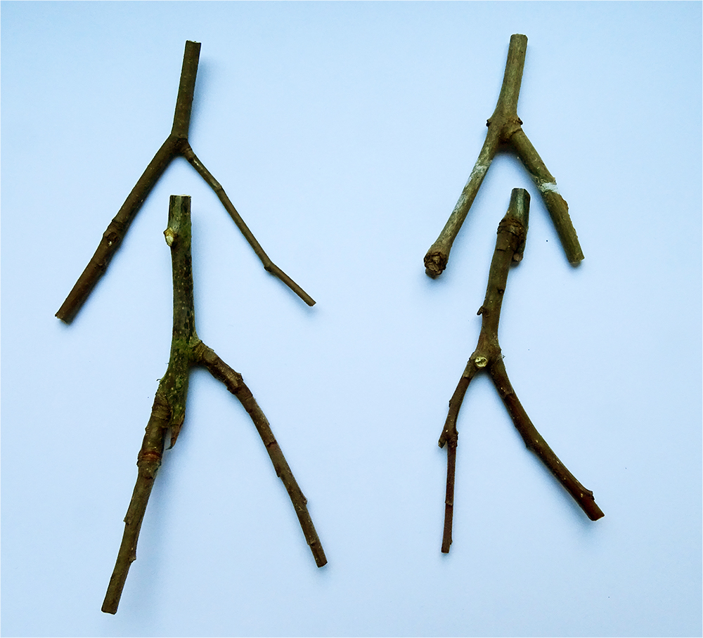 two "Y shaped sticks for each doll
