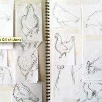 chickens
