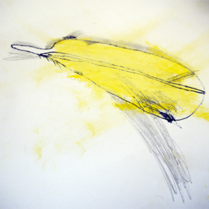 Oil Pastel and Graphite Drawing of Feather by Child