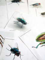 Drawing Minibeasts