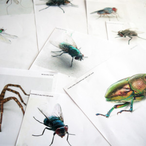 Drawing insects and minibeasts