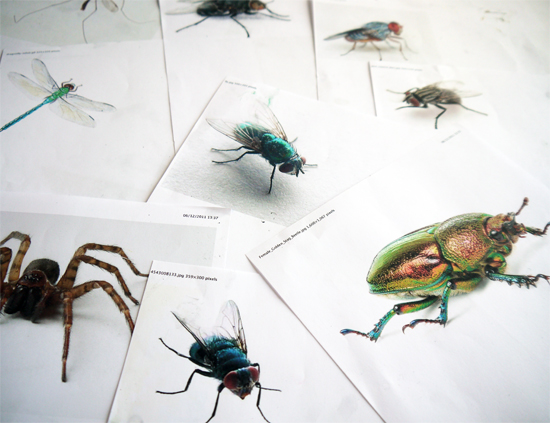 Drawing minibeasts