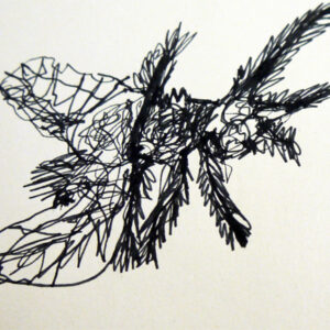 Amazing continuous line drawing of a fly in four minutes