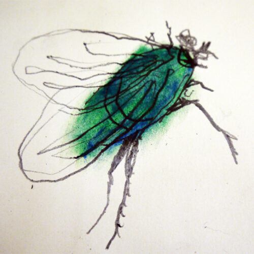 Oil pastel and graphite fly Oil pastel and graphite fly
