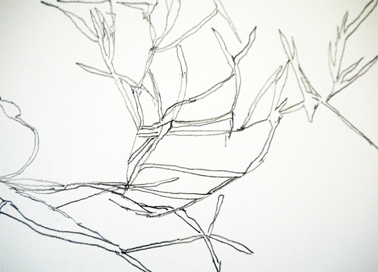Grasses Seen Through Negative Space Grasses Seen Through Negative Space