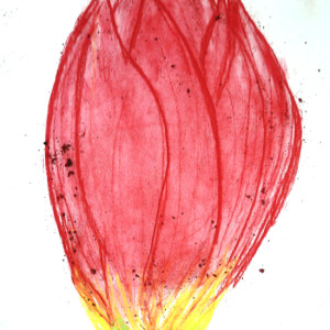 Tulip by Daisy