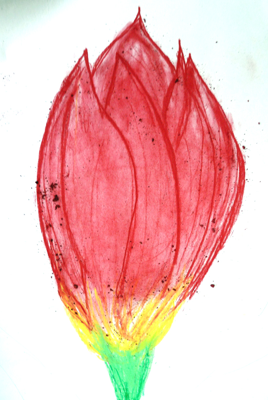 Tulip by Daisy