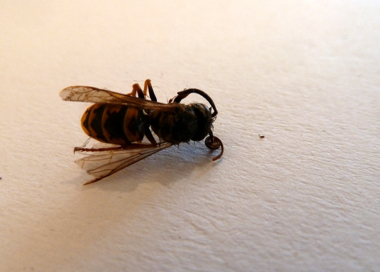 Drawing Insects with an H Pencil : Drawing insects