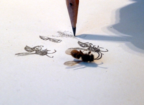 Visual Arts Planning: Insects and Minibeasts