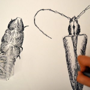 Drawing insects