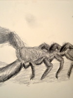 Drawing of a 'Scorpion' from the University Museum, Cambridge, Handling Collection