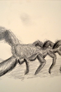 Drawing of a 'Scorpion' from the University Museum, Cambridge, Handling Collection