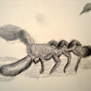 Drawing of a 'Scorpion' from the University Museum, Cambridge, Handling Collection