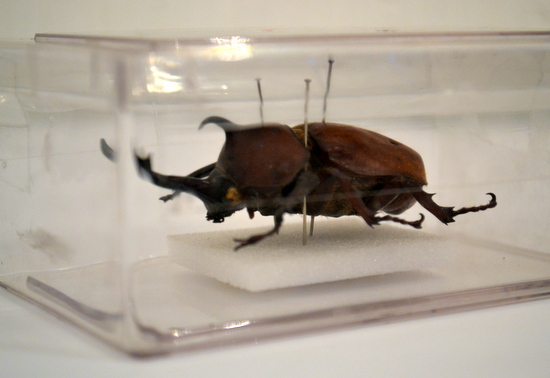 Drawing exotic insects: Rhinoserous Beetle on loan from The University Museum of Zoology, Insect Room, Cambridge