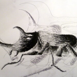 Final drawing of Rhinoceros Beetle on loan from Cambridge University Museum Of Zoology