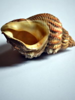 Drawing shells from a museum collection