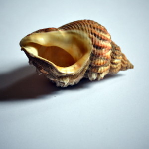 Drawing shells from a museum collection