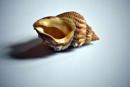 Musuem loans, shell from the University Museum of Zoology