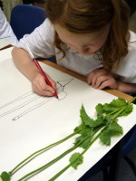 Year 4 student at Ridgefield Primary School concentrates while working on a continuous line drawing of a flower