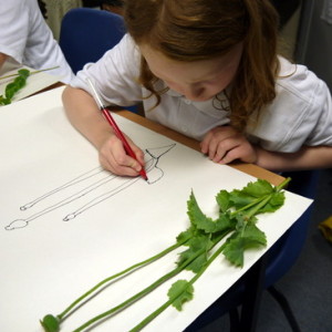 Year 4 student at Ridgefield Primary School concentrates while working on a continuous line drawing of a flower