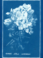 Cyanotype of Gorse