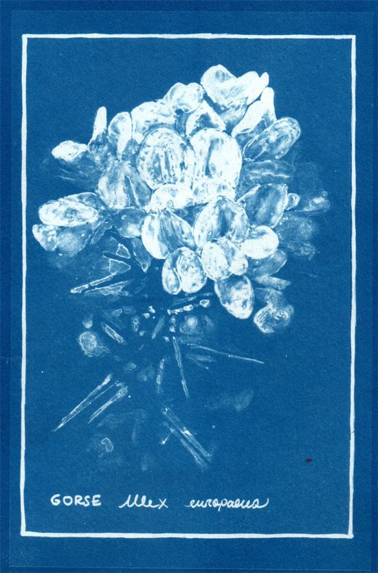 Cyanotype of Gorse