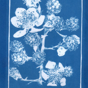 Ceanotype of a Blackberry