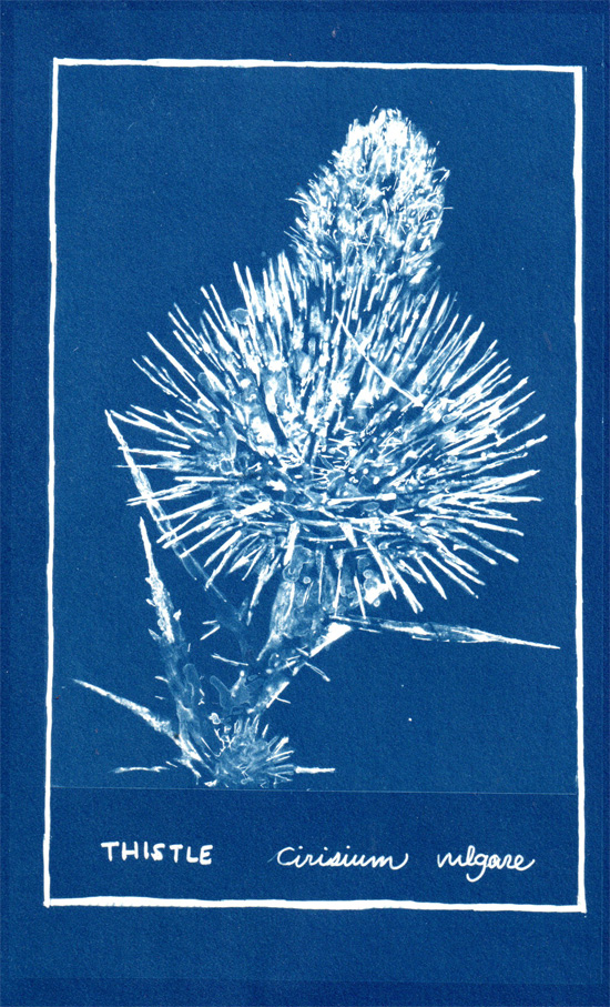 Thistle cyanotype by Maru Rojas