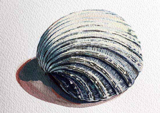 In this beautifully illustrated resource, Emma demonstrates how she teaches a step-by-step method for producing a painting of a shell, or similar object in gouache.