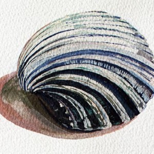 shell5