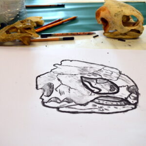 Scott's turtle skull