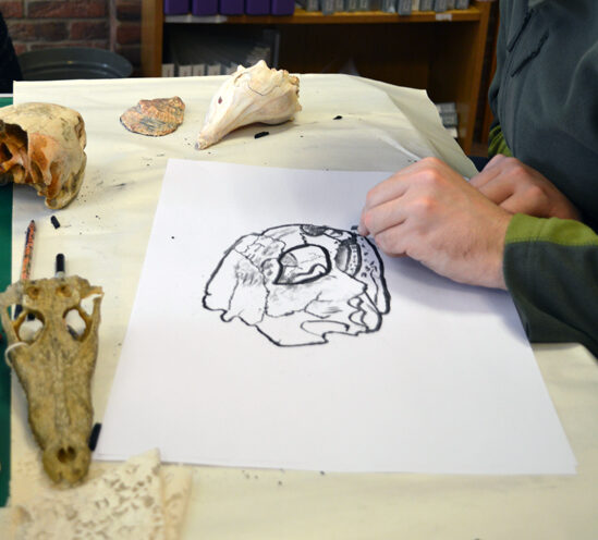 Learner at Red2Green drawing a skull on loan from University of Cambridge Museum of Zoology