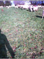 webcam still 3 farmer-cam in field