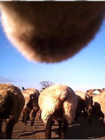 Webcam attached to sheep