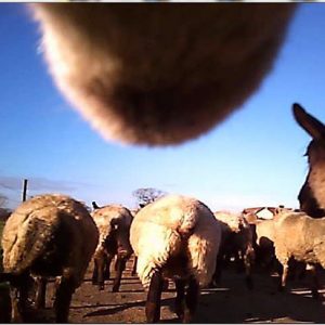 Webcam attached to sheep