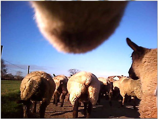 Webcam attached to sheep