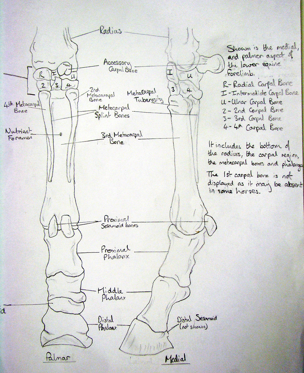 Using Drawing as a Way of Understanding: University of Liverpool Veterinary Science Schematic Drawing Task.