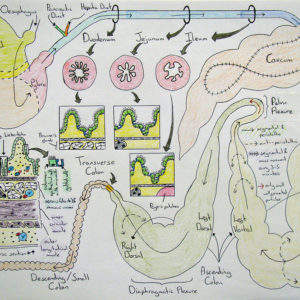 Fay Penrose from the Veterinary School at University of Liverpool, shares how they use drawing as a way of checking understanding of complex subjects. 