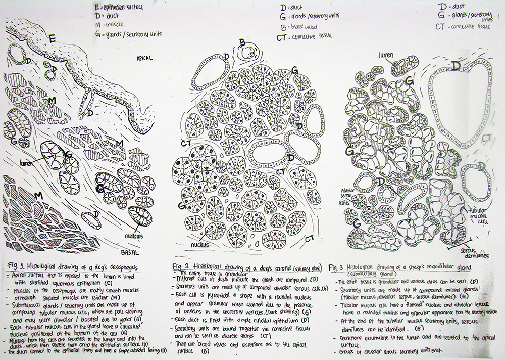 Histological drawing by Tashia Anindwita, © University of Liverpool