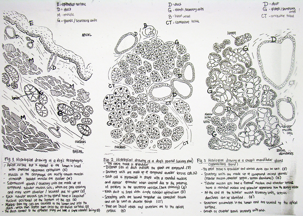 Using Drawing As A Way Of Understanding University Of Liverpool Veterinary Science Schematic Drawing Task